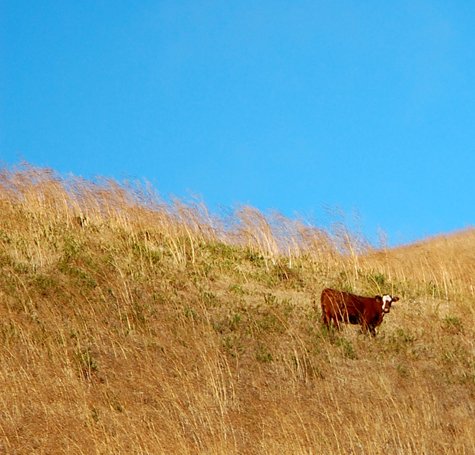 cow on hilltop