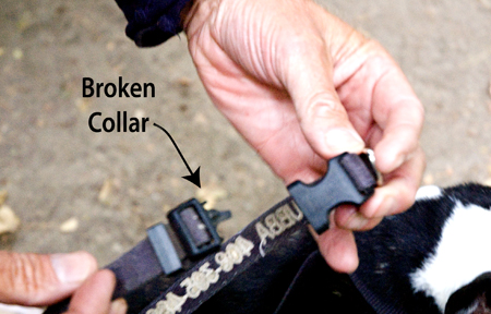 Broken Dog Collar