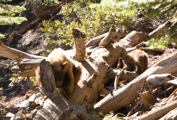 Baby Bear Cubs