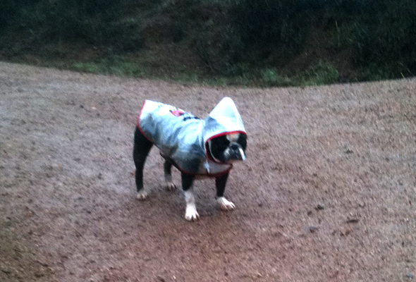 Bubba hiking in his raincoat