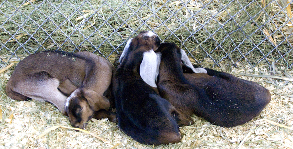 3 baby goats sleeping