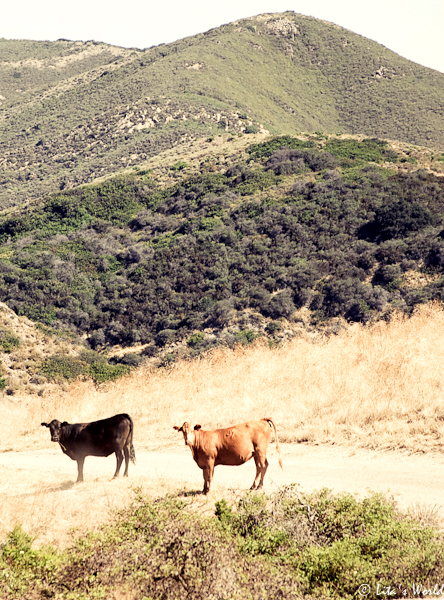 cows at Ranch