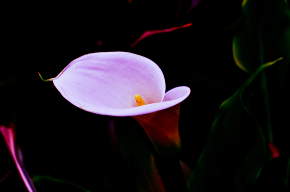 calla lilly bloom