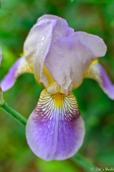 blooming Iris