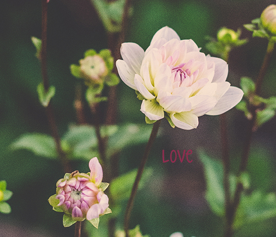 bloom love