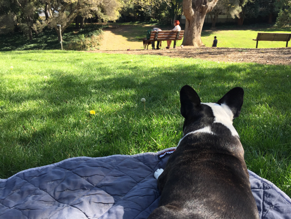 Bubba at the park