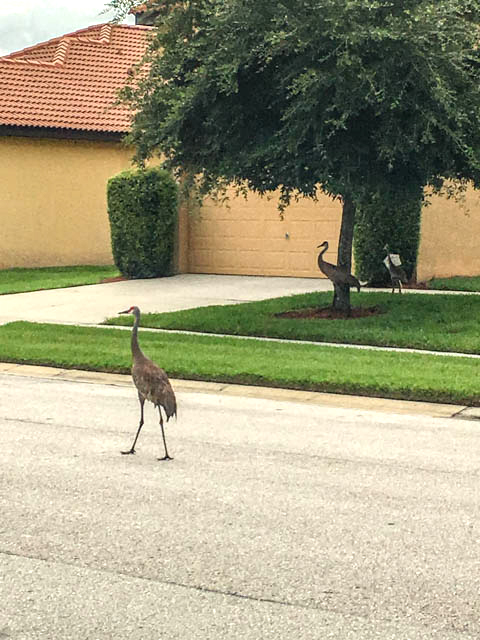 Visit to Florida - Lita's World